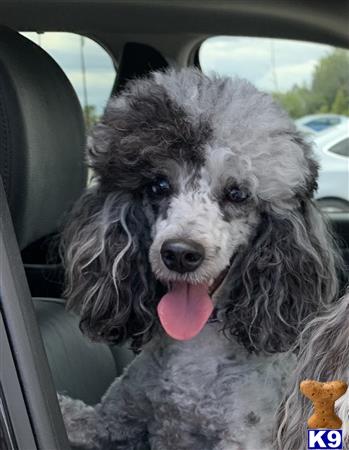 Poodle female dog